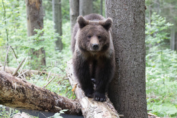 istock Close up of brown bear standing on fallen tree in green summer forest. 1746756407