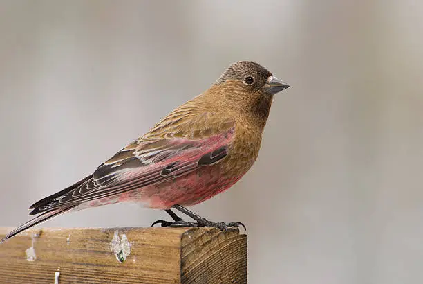 "This image of a male Brown-Capped Rosy-Finch (Leucosticte australis) was captured in early April, in the Rocky Mountains of Colorado, at an elevation of 10,400 ft."