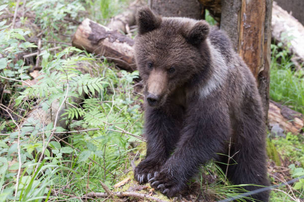 istock Close up of brown bear standing on fallen tree in green summer forest. 1746756934