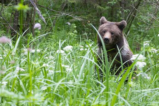 Brown bear ursus arctos close up in lush green meadow with flowers and thick vegetation.