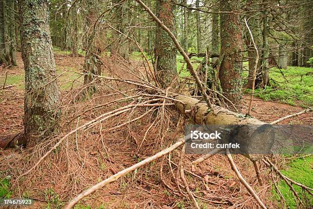 Los Daños Medioambientales Foto de stock y más banco de imágenes de Accidentes y desastres - Accidentes y desastres, Aire libre, Aplastado