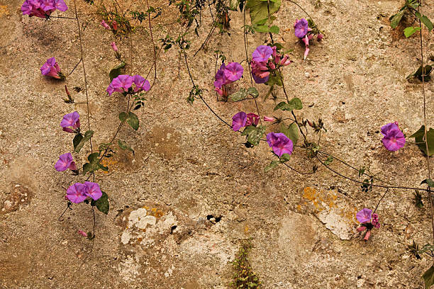 Flowers against Wall #1 stock photo