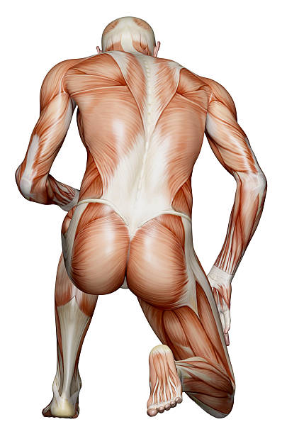 Muscular back of a man kneeling "Muscular back of a man kneeling for study, great to be used in medicine works and health. Isolated on a white background." deltoid photos stock pictures, royalty-free photos & images