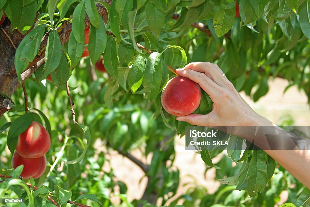 Pflücken peaches-Nahaufnahme der hand und Pfirsiche - Lizenzfrei Aktivitäten und Sport Stock-Foto