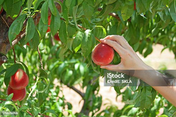 Pflücken Peachesnahaufnahme Der Hand Und Pfirsiche Stockfoto und mehr Bilder von Aktivitäten und Sport