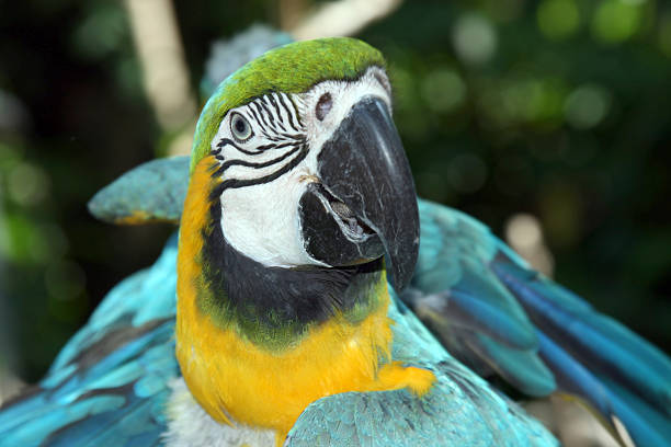 istock Portrait of  parrot. 174676100