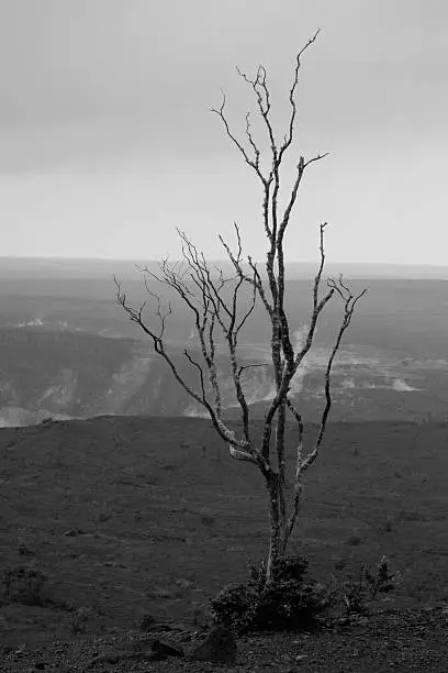Bare tree stands overlooking volcanic crater.