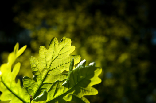 illuminated oak leaves in front of a dark forest. Click in and see the amazing leaf vein structure!Please see here some related photos: