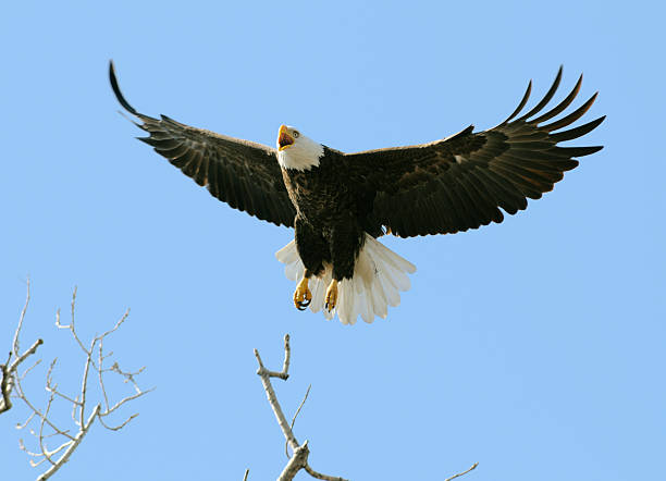 istock Proud American Bald Eagle Flying, Blue Sky, Freedom, Leadership 174676172