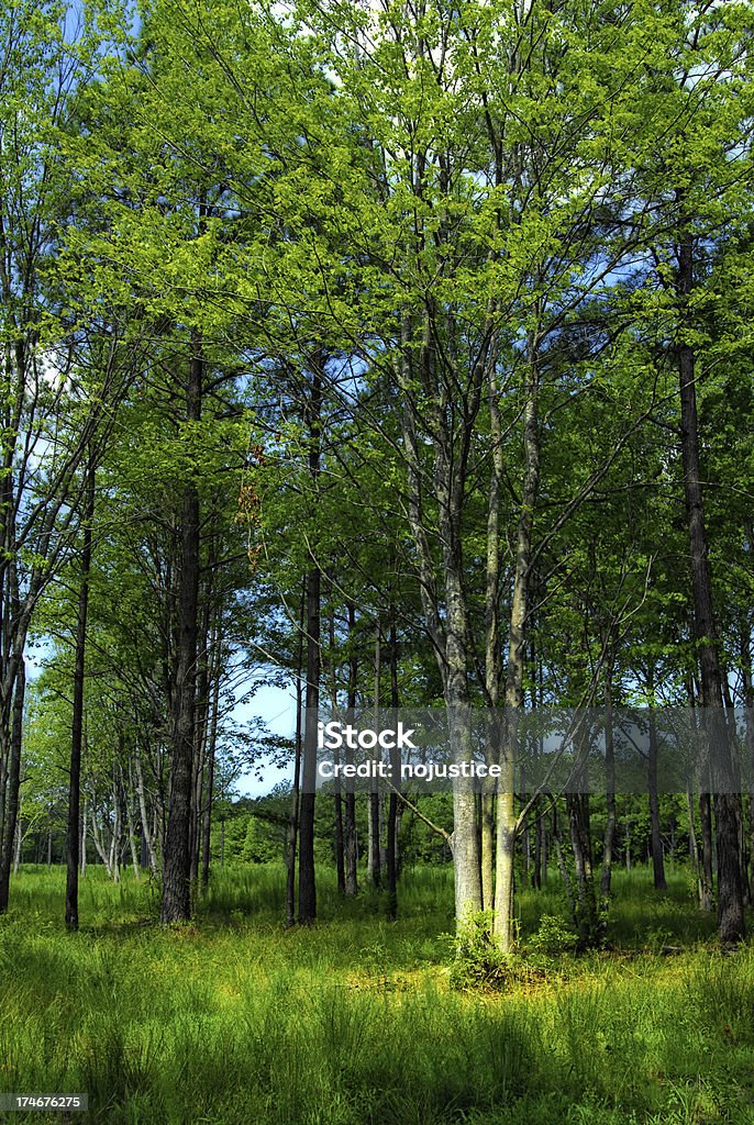 Baum im Wald - Lizenzfrei Baum Stock-Foto