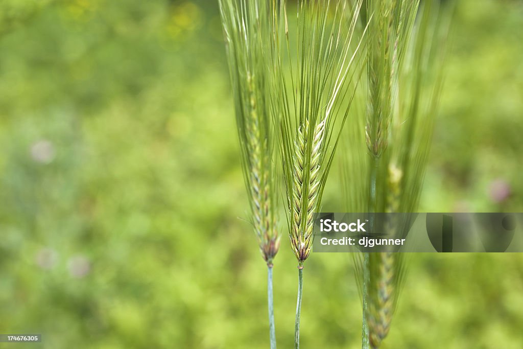 Trigo - Foto de stock de Agricultura libre de derechos