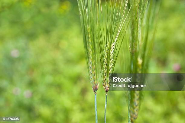 Trigo Foto de stock y más banco de imágenes de Agricultura - Agricultura, Ajardinado, Alimento