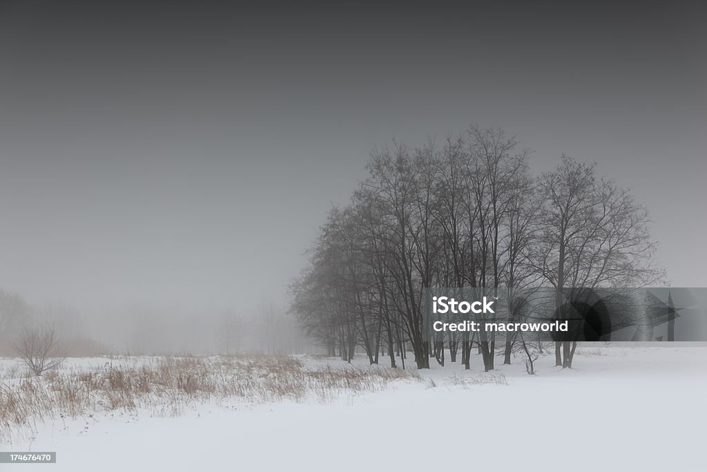 Alberi invernali - Foto stock royalty-free di Bradford - Inghilterra