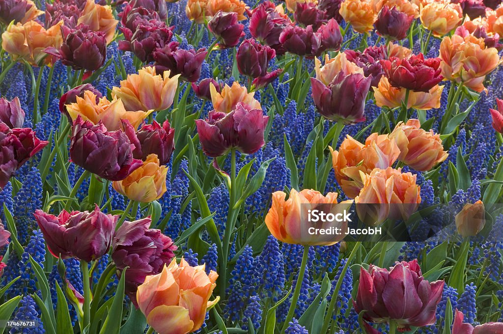 Tulips and Grape Hyacinths "Beautiful orange and red tulips, and blue grape hyacinths, shallow field of depth. Shot in the Keukenhof gardens, Netherlands.All tulip images:" Agricultural Field Stock Photo