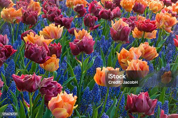 Tulips And Grape Hyacinths Stock Photo - Download Image Now - Agricultural Field, Blue, Color Image