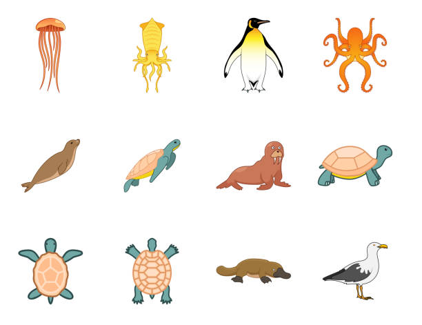 해양 세계 동물의 다양성에 대한 아이콘과 그림. - terrapin stock illustrations