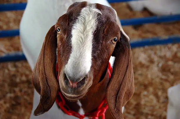 Boer show goat at the fair looking curiously at the camera.