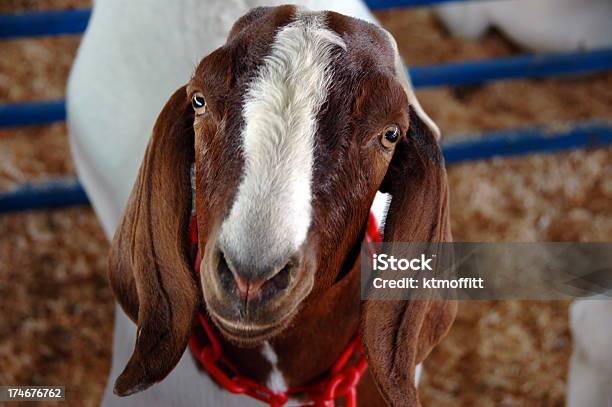 Ciekawski Goat - zdjęcia stockowe i więcej obrazów Targi rolne - Targi rolne, Koza - Ssaki kopytne, Ciekawość