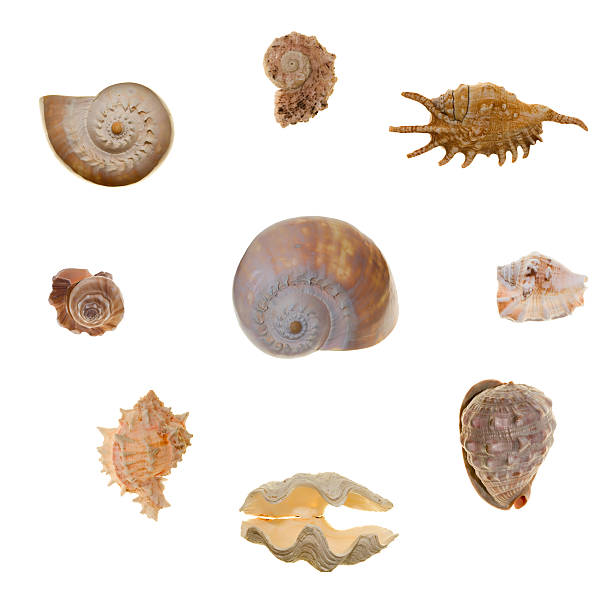 duży obraz z dziewięciu wspaniałych sea shell - abstract backdrop beach close up zdjęcia i obrazy z banku zdjęć