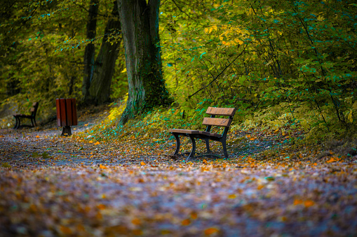 Autumn alley in the park with an empty bench. Poland