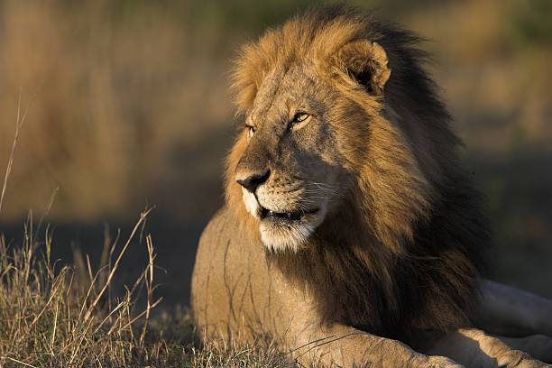 Male African lion (Panthera leo) walking in grassland savannah, Masai Mara or Maasai Mara National Reserve, Kenya. The African lion is classed as Vulnerable to extinction.