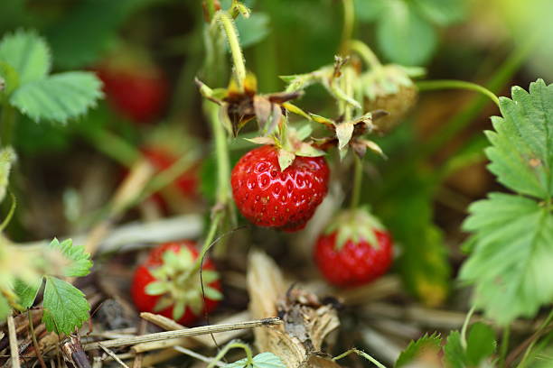 istock Ripe Strawberries and plants earth level 174676956