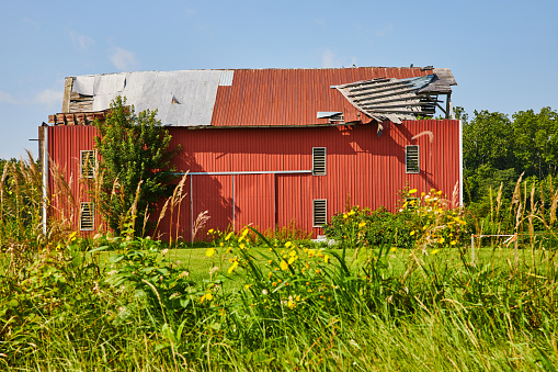 Image of Weeds and yellow wildflowers growing in a line near a red barn with its roof partially torn off
