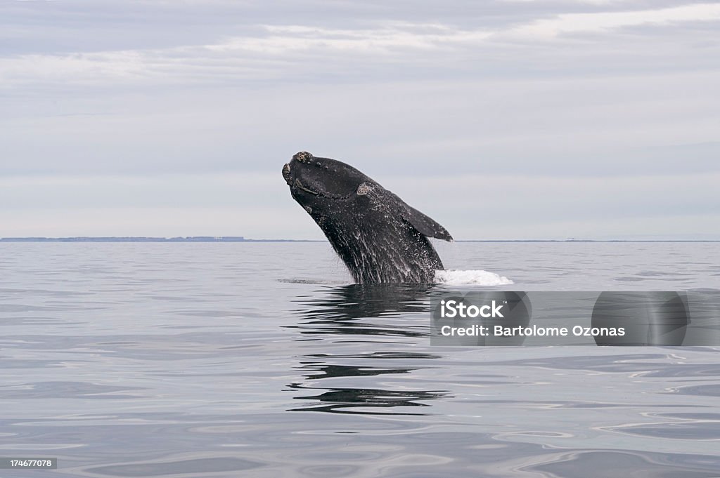 고래 뛰어내림 물 밖으로 표면화시킵니다 - 로열티 프리 남방긴수염고래 스톡 사진