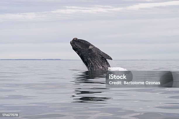 고래 뛰어내림 물 밖으로 표면화시킵니다 남방긴수염고래에 대한 스톡 사진 및 기타 이미지 - 남방긴수염고래, 대서양, 고래