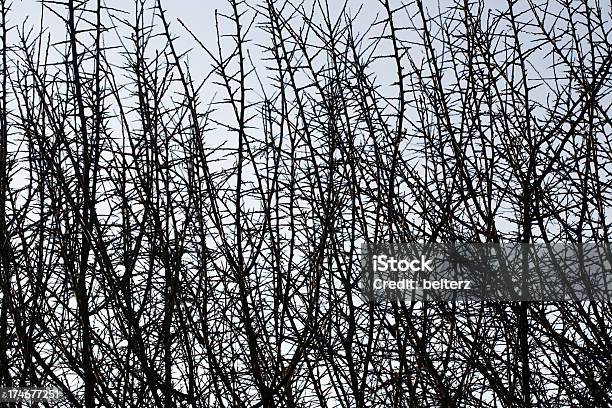 Espinhoso - Fotografias de stock e mais imagens de Arbusto espinheiro - Arbusto espinheiro, Arvoredo, Espinho