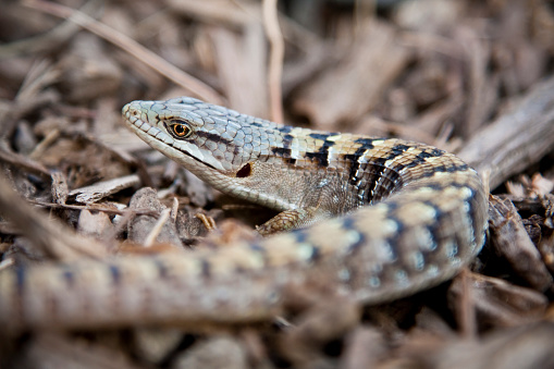 A San Diego alligator lizard crawls across the ground.