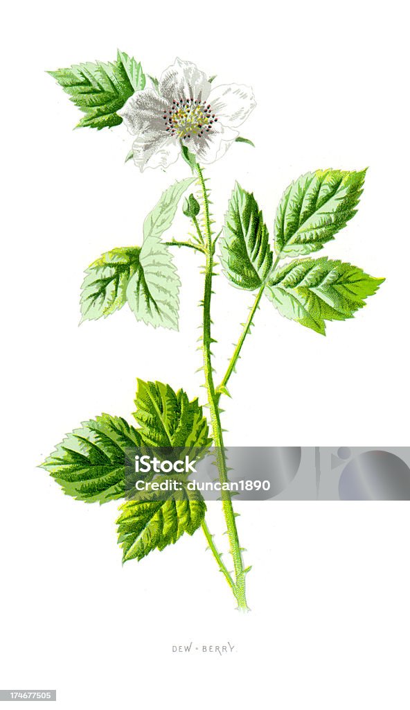 Mora selvatica-Rubus Eubatus - Illustrazione stock royalty-free di Tè verde
