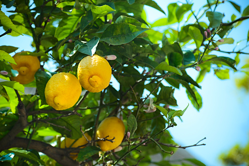 Fresh fruits on lemon tree