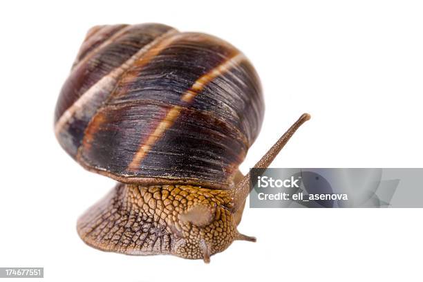 Gehäuseschnecke Stockfoto und mehr Bilder von Bewegung - Bewegung, Braun, Einzelnes Tier