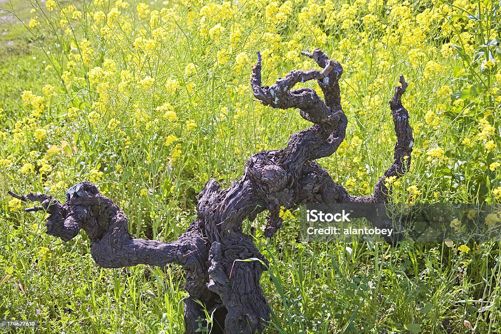Gnarly Old Vine Zinfandel, Sonoma County, CA, primavera de mostarda - Foto de stock de Agricultura royalty-free