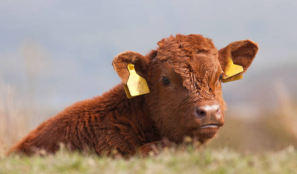 Luing cattle calf stock photo