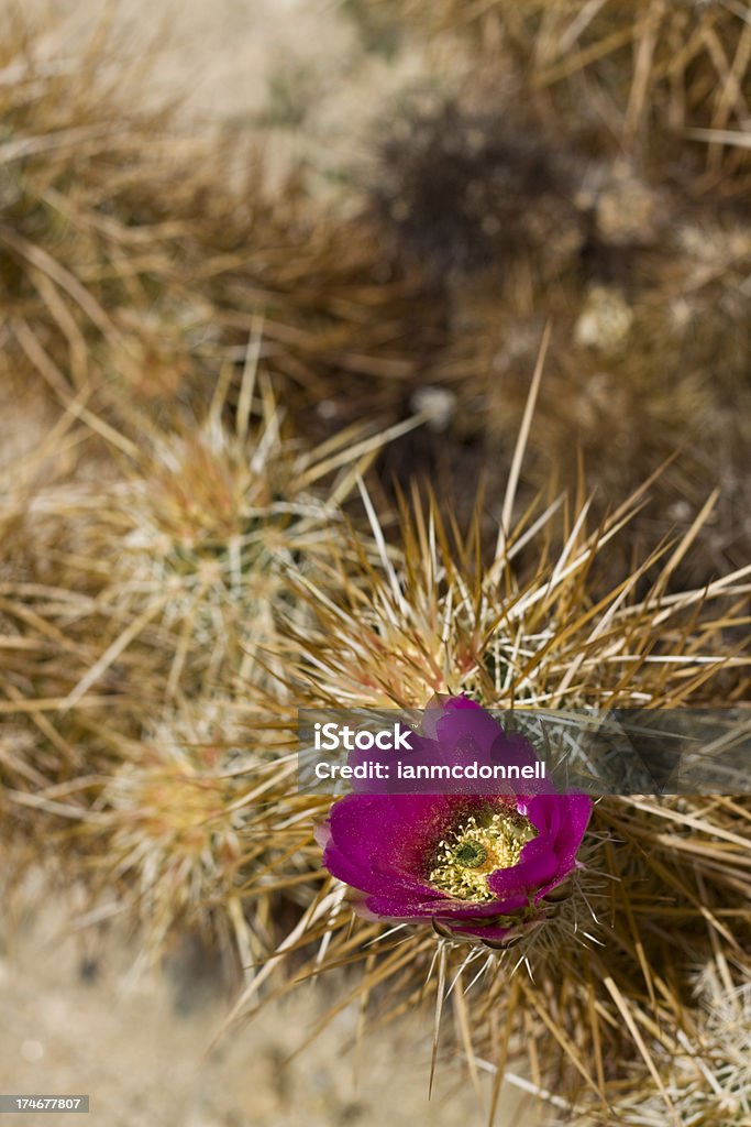 Cacto hedgehog floridas - Foto de stock de Afiado royalty-free