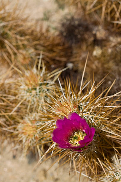 florescendo cacto hedgehog - single flower flower cactus hedgehog cactus imagens e fotografias de stock