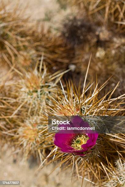 Foto de Cacto Hedgehog Floridas e mais fotos de stock de Afiado - Afiado, Arbusto, Beleza natural - Natureza