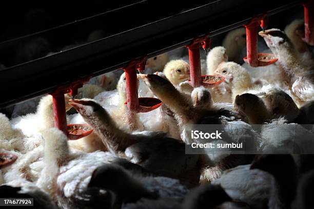 Granja De Pollo Foto de stock y más banco de imágenes de Agua potable - Agua potable, Ave de corral, Gallina - Ave de corral