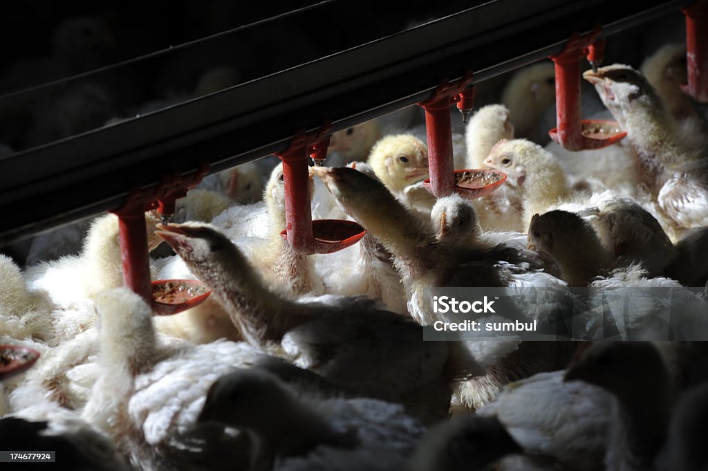 Fattoria di pollo - Foto stock royalty-free di Acqua potabile