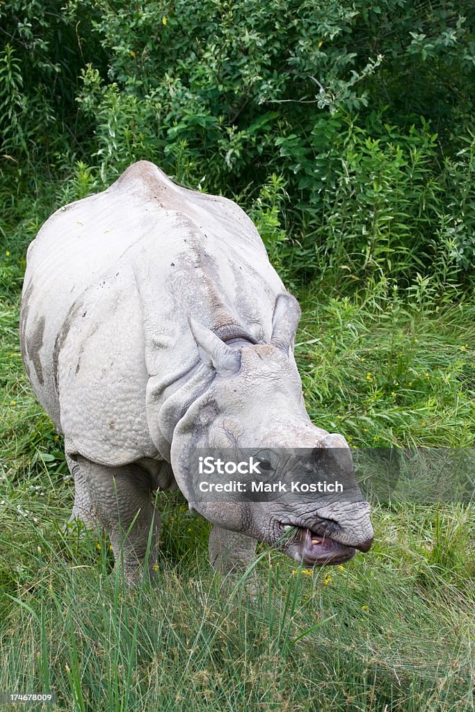 Indian Rhino (Rhinoceros) Grazing Indian Rhino (Rhinoceros) Grazing - Displaying Prehensile Lip Animal Stock Photo