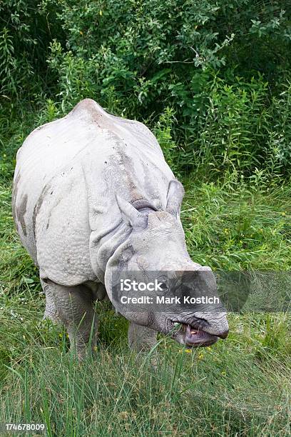 Indian Rhino Grazing Stock Photo - Download Image Now - Animal, Animal Wildlife, Animals In The Wild