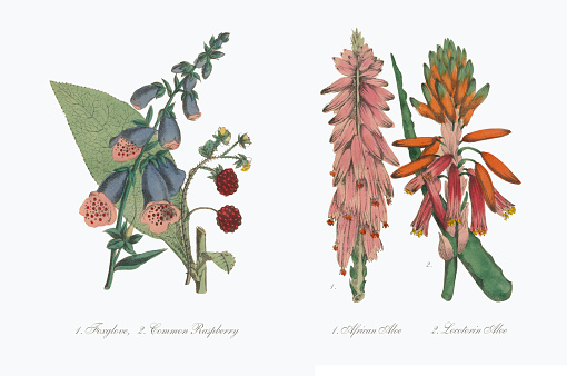 Antique Foxglove, Common Raspberry, African Aloe and Locolorin Aloe Victorian Botanical Illustration. Published in 1853. Copyright has expired on this artwork. Digitally restored.