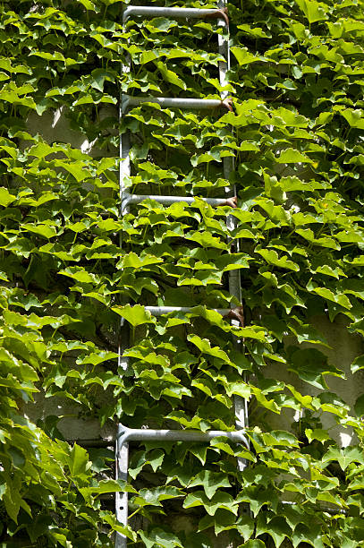 istock Ladder Climbs a Wall of Ivy 174678179