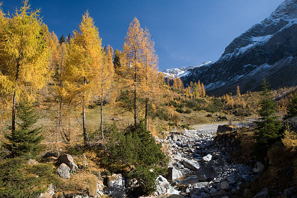 ゴールドカラマツの木 - autumn panoramic lech valley landscape ストックフォトと画像