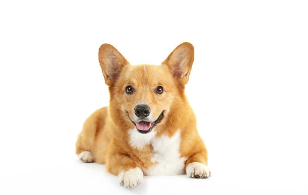 neugierig corgi pembroke-liegen - dog puppy lying down looking at camera stock-fotos und bilder