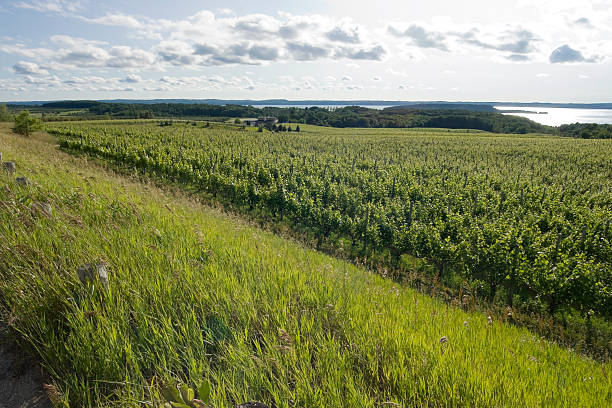 Vineyards on Mission Point, Traverse City MI "Vineyards on Mission Point, Traverse City Michigan" michigan farmland stock pictures, royalty-free photos & images