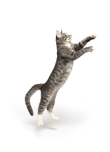 Gray and white kitten jumping isolated on white background