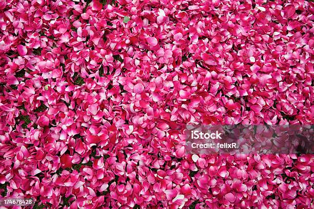 バラの花びら - バラの花びらのストックフォトや画像を多数ご用意 - バラの花びら, ピンク色, ロマンス
